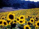 field of sunflwrs diff foc copy